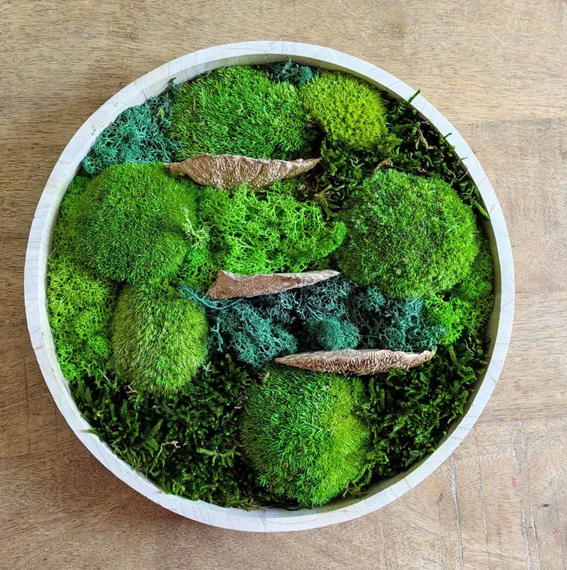 Illustration numéro 2 du produit Tableau végétal naturel rond mousse stabilisée - Lot de 2- Sous-bois