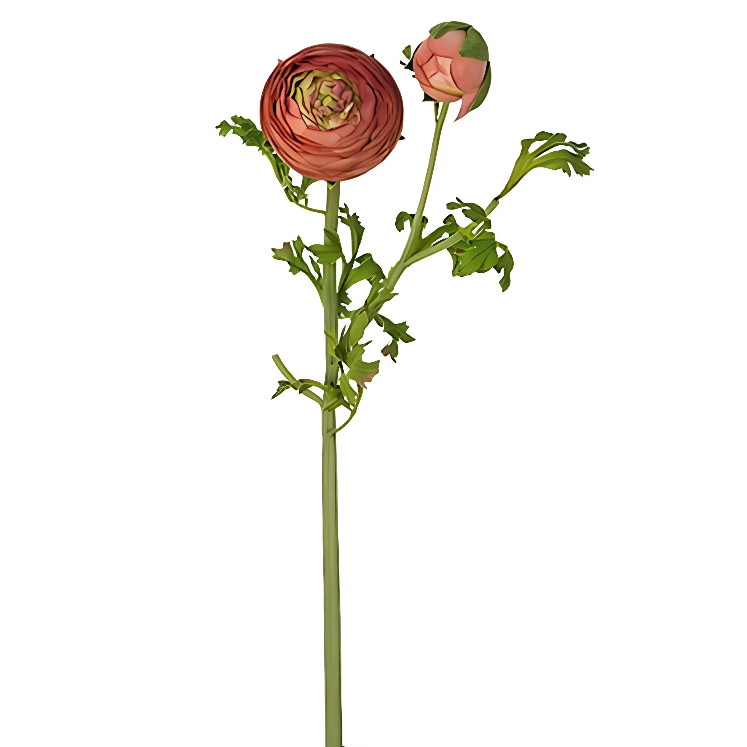 Illustration numéro 2 du produit Tige de renoncule artificielle rose foncé et vert H56