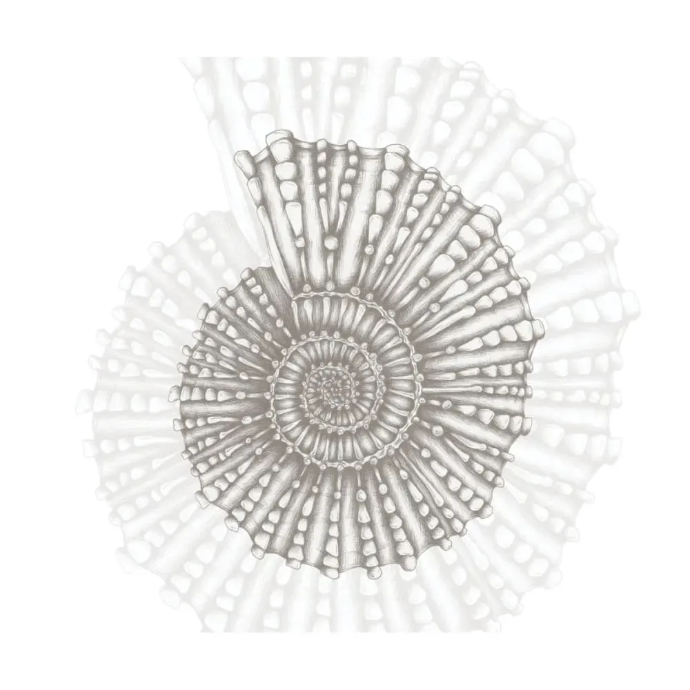 Illustration numéro 2 du produit Papier peint panoramique coquillage gris 225x250cm