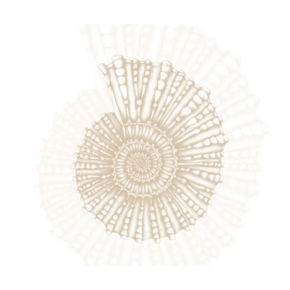 Illustration numéro 2 du produit Papier peint panoramique coquillage beige 300x250cm