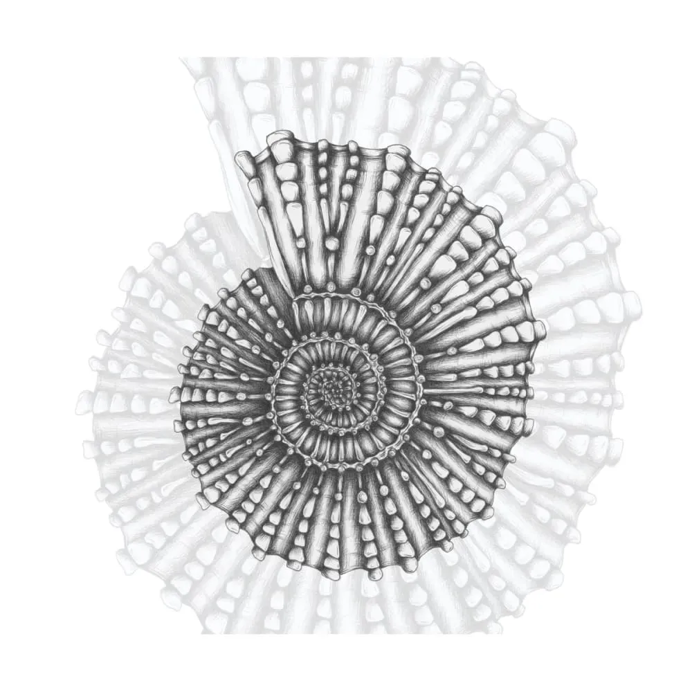 Illustration numéro 2 du produit Papier peint panoramique coquillage noir et blanc 300x250cm