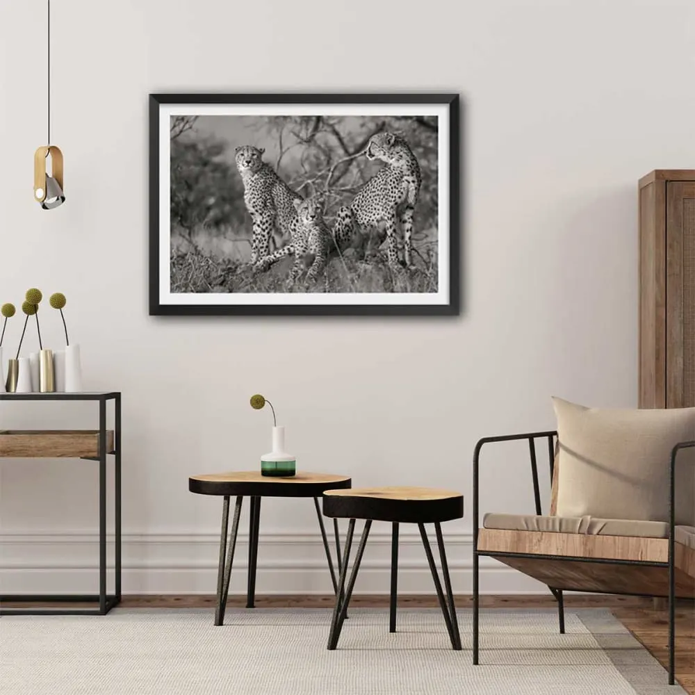 Illustration numéro 2 du produit Affiche animaux 3 petits chats avec cadre noir 60x40 cm