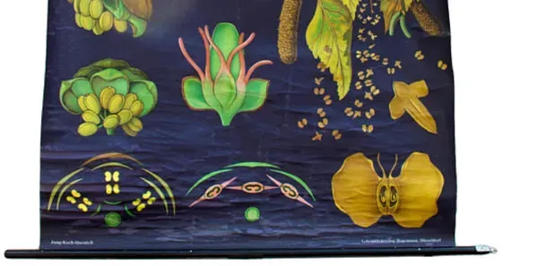 Illustration numéro 2 du produit Affiche de l’école de Jung-Koch-Quentell, érable, 1964