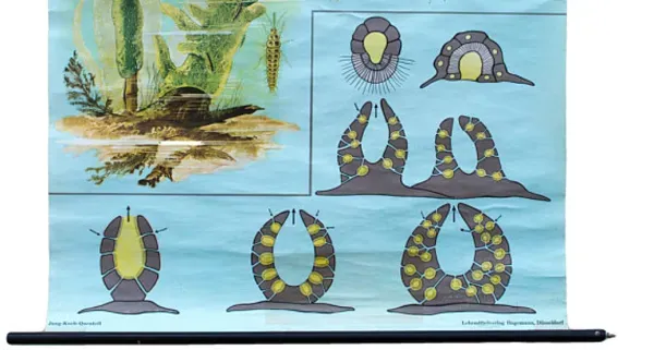 Illustration numéro 2 du produit Affiche de l’école de Jung-Koch-Quentell, éponges, 1969