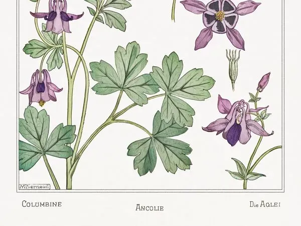 Illustration numéro 2 du produit Affiche “Ancolie – Columbine”, d’après une lithographie art nouveau de 1897