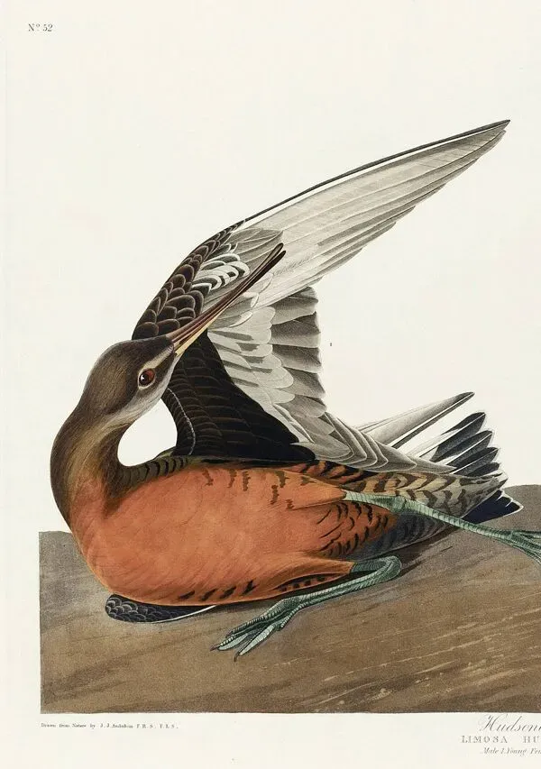 Illustration numéro 2 du produit Affiche sur la Barge hudsonienne, d’après une gravure ancienne de 1827.