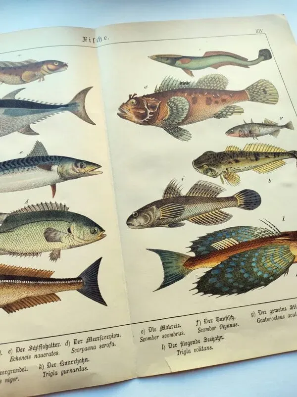 Illustration numéro 2 du produit Gravure de 1898 - Poissons - Thon et Maquereau- Grande lithographie Vintage