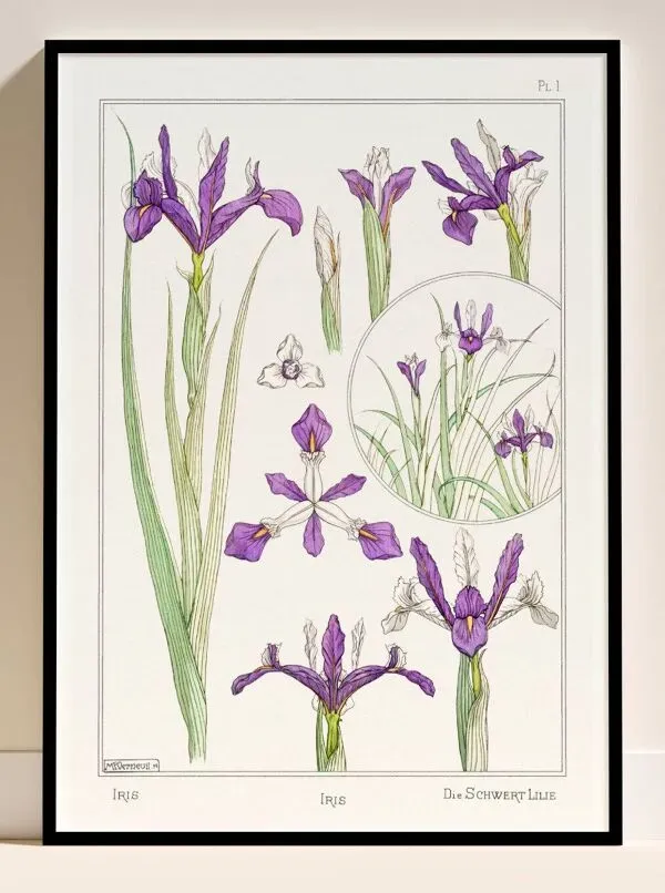 Illustration numéro 2 du produit Affiche “Iris”, d’après une lithographie art nouveau de 1897