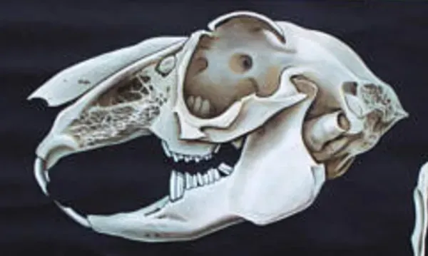 Illustration numéro 2 du produit Affiche murale de l’école de Jung-Koch-Quentell ''lapin'' 1964��