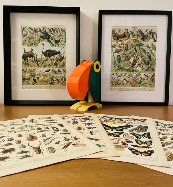 Illustration numéro 2 du produit Planche illustrée sur les oiseaux utiles (pipit) - 1910