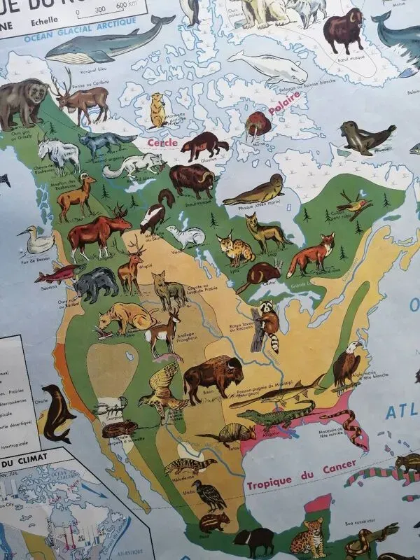Illustration numéro 2 du produit Carte scolaire vintage mdi Amérique du Nord-Asie Faune