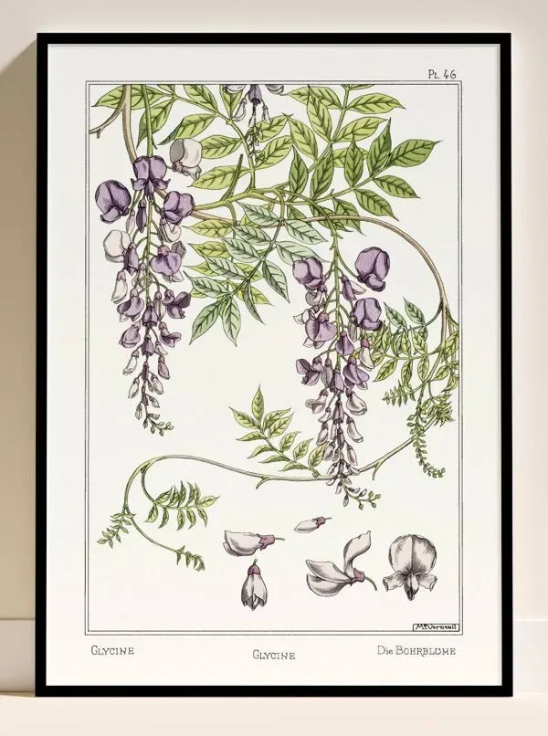 Illustration numéro 2 du produit Affiche “Glycine”, d’après une lithographie art nouveau de 1897