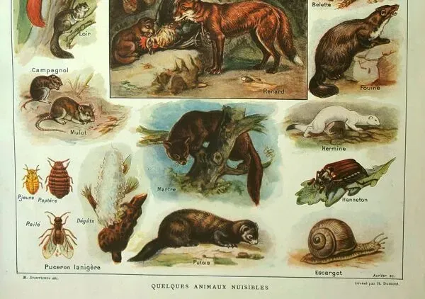 Illustration numéro 2 du produit Lithographie ancienne 1921 M. Dessertenne - Animaux sauvages dit ''nuisibles