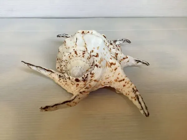 Illustration numéro 2 du produit Coquillage lambis