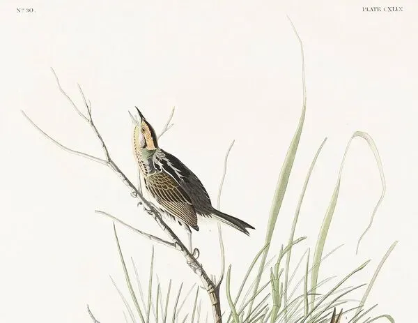 Illustration numéro 2 du produit Affiche sur le Bruant à longue queue, d’après une gravure ancienne de 1827.