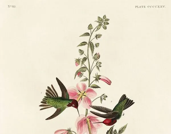 Illustration numéro 2 du produit Affiche sur les colibris d’Anna, d’après une gravure ancienne de 1827.