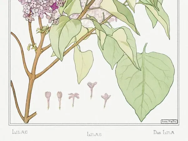 Illustration numéro 2 du produit Affiche “Lilas”, d’après une lithographie art nouveau de 1897