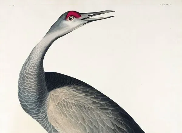 Illustration numéro 2 du produit Affiche sur la Grue d’Amérique, d’après une gravure ancienne de 1827.