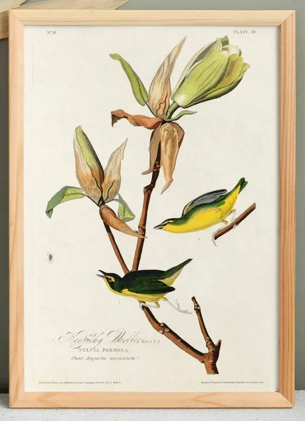 Illustration numéro 2 du produit Affiche sur la Paruline du Kentucky, d’après une gravure ancienne de 1827.