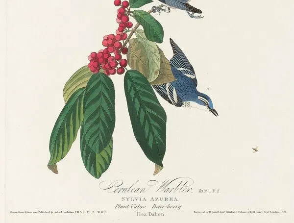 Illustration numéro 2 du produit Affiche sur la Paruline azurée, d’après une gravure ancienne de 1827.