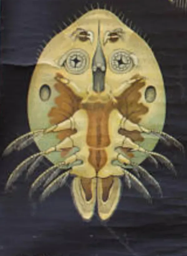 Illustration numéro 2 du produit Affiche murale de l’école de Jung-Koch-Quentell ''Entomostracat'' 1959