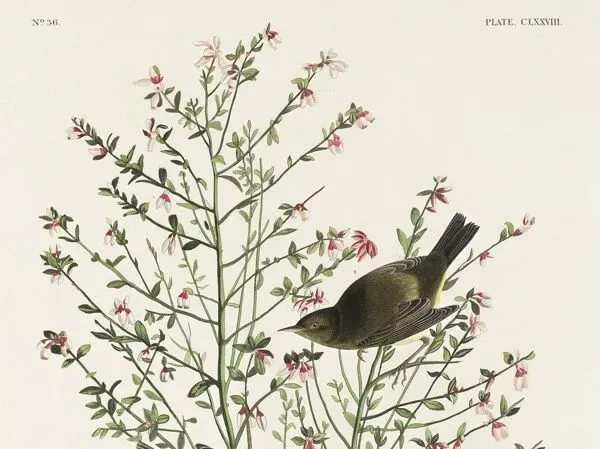 Illustration numéro 2 du produit Affiche sur la Fauvette à couronne orangée, d’après une gravure ancienne