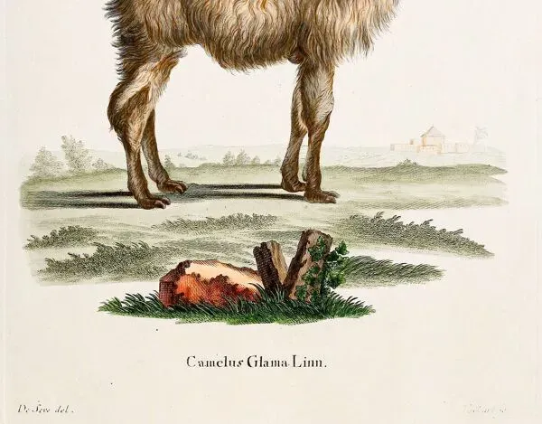 Illustration numéro 2 du produit Affiche sur le Lama, d'après une gravure ancienne de 1774.