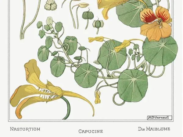 Illustration numéro 2 du produit Affiche “Capucine”, d’après une lithographie art nouveau de 1897