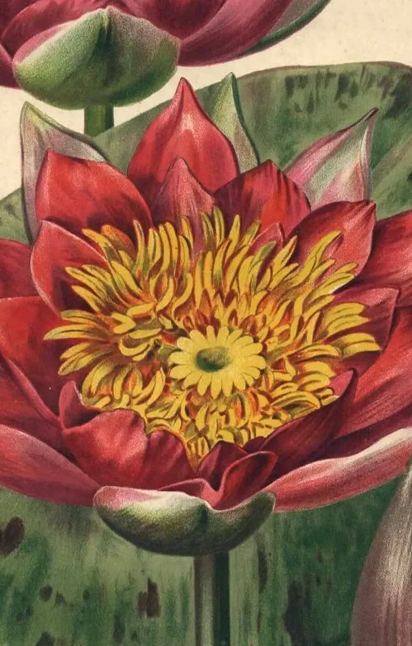 Illustration numéro 2 du produit Gravure Botanique 1896 - Nymphéas nouveaux par L. Descamps-Sabouret - fleur