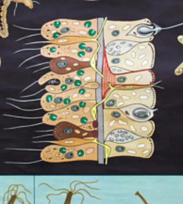 Illustration numéro 2 du produit Affiche murale de l’école de Jung-Koch-Quentell, 1965