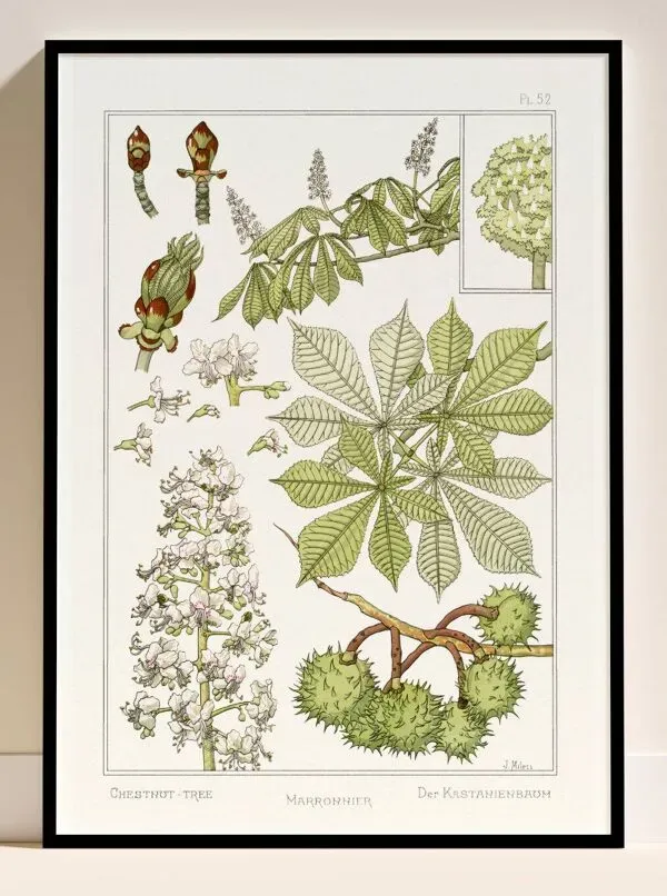 Illustration numéro 2 du produit Affiche “Marronnier”, d’après une lithographie art nouveau de 1897