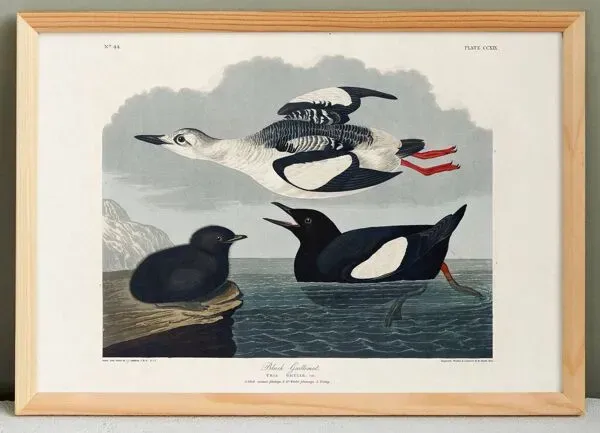 Illustration numéro 2 du produit Affiche sur le Guillemot noir, d’après une gravure ancienne de 1827.