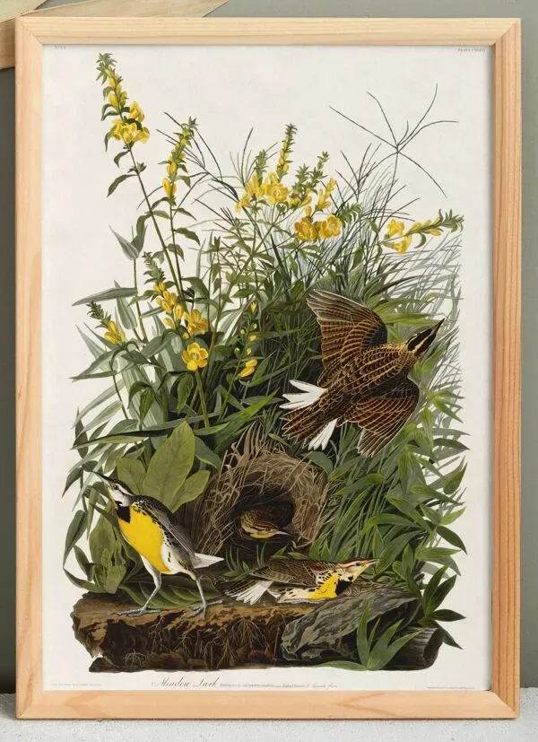 Illustration numéro 2 du produit Affiche sur l’Hypolaïs des prés, d’après une gravure ancienne de 1827.