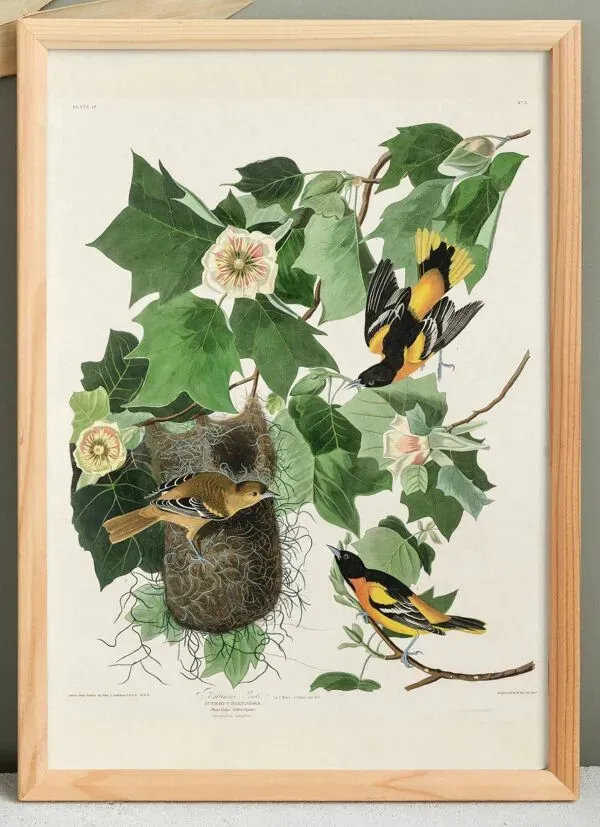 Illustration numéro 2 du produit Affiche sur le Troupiale de Baltimore, d’après une gravure ancienne de 1827