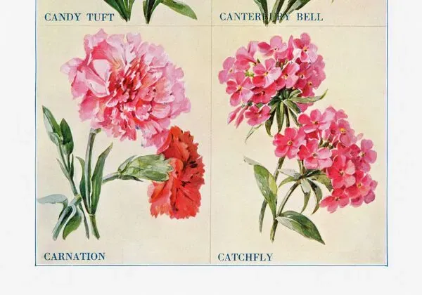 Illustration numéro 2 du produit Affiche sur les giroflées, campanules, œillets et silènes