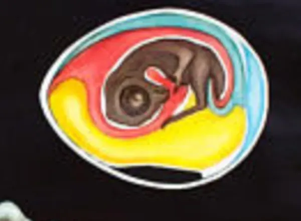 Illustration numéro 2 du produit ��Affiche murale de l’école de Jung-Koch-Quentell ''poulet'' 1971