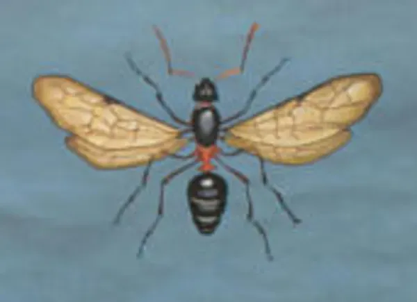 Illustration numéro 2 du produit Affiche murale de l’école de Jung-Koch-Quentell ''fourmis'' 1970
