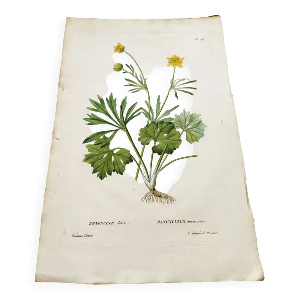 Illustration numéro 2 du produit Gravure botanique ancienne de 1829 - Renoncule dorée- Par Poiteau. Fleur