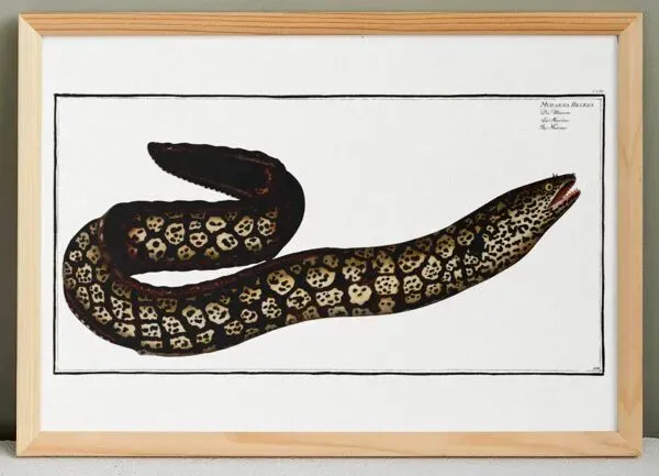 Illustration numéro 2 du produit Affiche sur la murène, d’après une gravure ancienne de 1746.