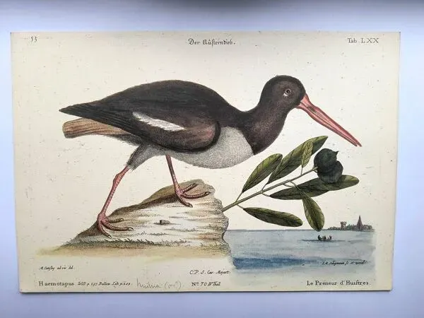 Illustration numéro 2 du produit Planche ancienne oiseaux -Le Preneur d'huitres- belle gravure de Seligmann