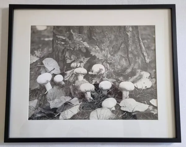 Illustration numéro 2 du produit Photographie argentique vintage champignons encadrée années 70 52x42 cm