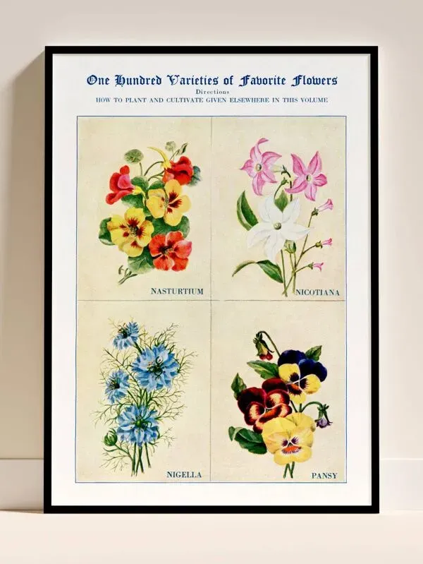 Illustration numéro 2 du produit Affiche sur les capucines, tabacs d’ornement, nigelles et pensées