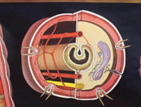 Illustration numéro 2 du produit Affiche murale de l’école de Jung-Koch-Quentell erarthworm 1973