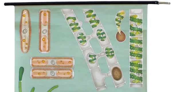 Illustration numéro 2 du produit Affiche de l’école de Jung-Koch-Quentell, algue, 1974