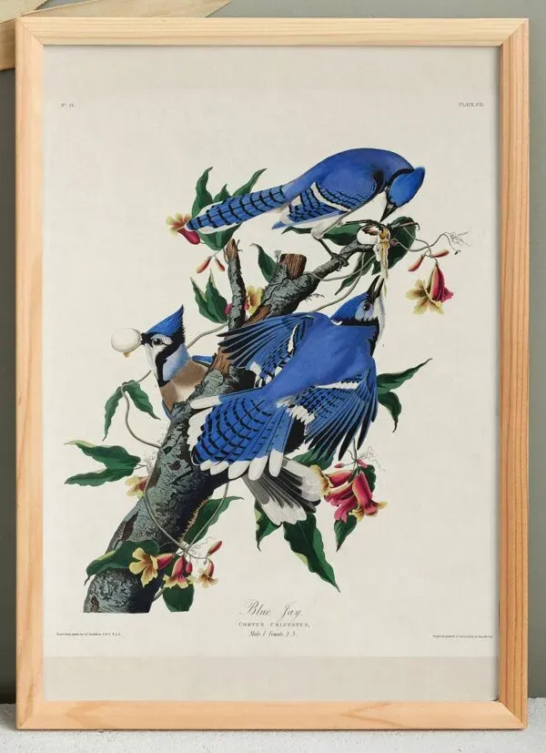 Illustration numéro 2 du produit Affiche sur le Geai bleu, d’après une gravure ancienne de 1827.