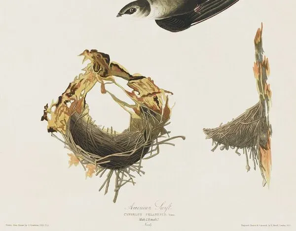 Illustration numéro 2 du produit Affiche sur “le Martinet d’Amérique”, d’après une gravure ancienne de 1827.