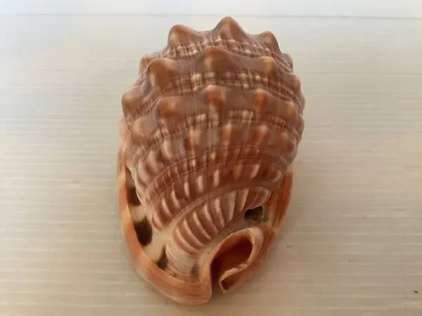 Illustration numéro 2 du produit Mini coquillage cypraea cassis rufa