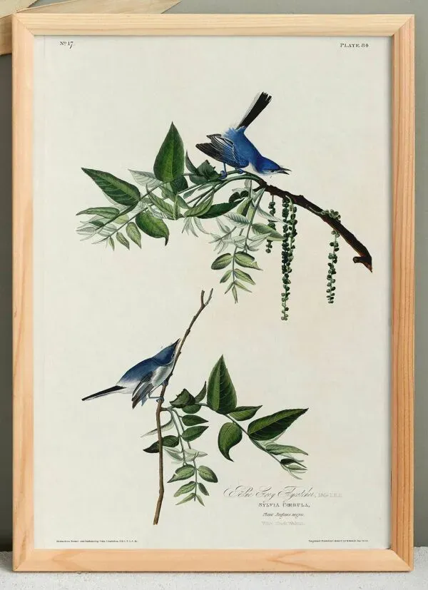 Illustration numéro 2 du produit Affiche sur la fauvette bleue, d’après une gravure ancienne de 1827.