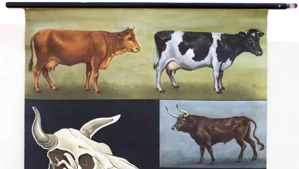 Illustration numéro 2 du produit Affiche de l’école de Jung-Koch-Quentell, vaches, 1959