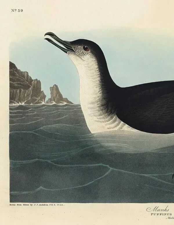 Illustration numéro 2 du produit Affiche sur le Puffin des Anglais, d’après une gravure ancienne de 1827.